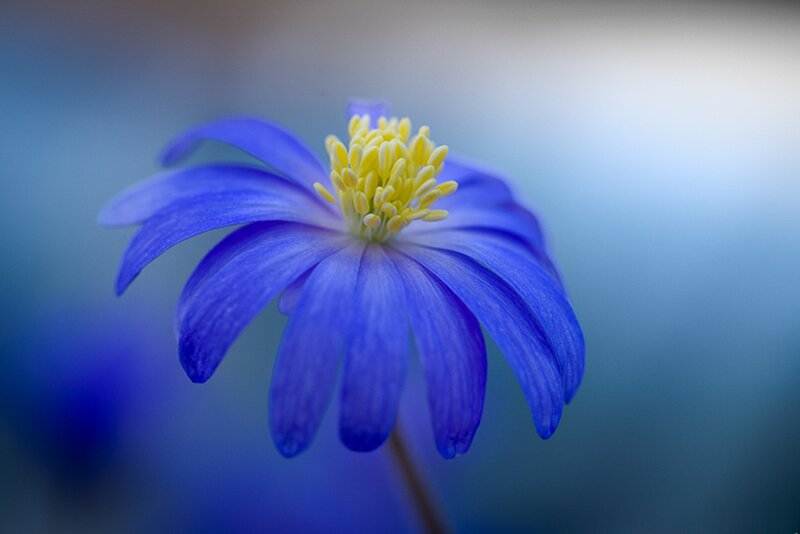 Blue Flower with Yellow Center — Serene, Photograph, Petals