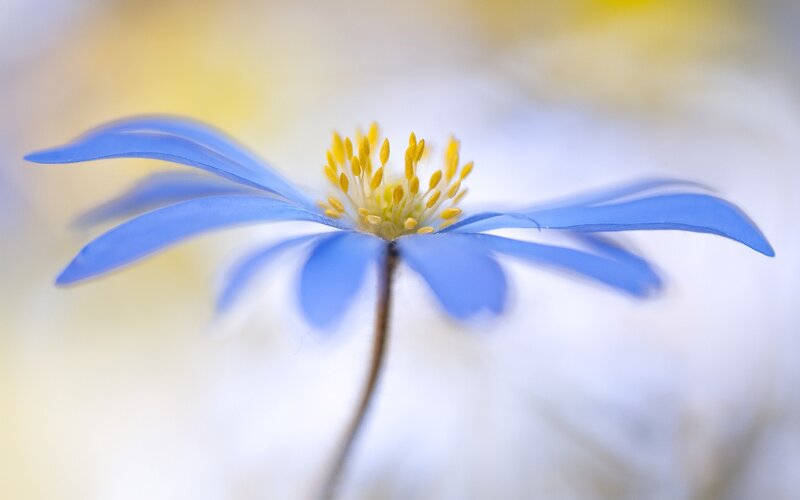 Blue Flower with Yellow Center — Serene, Spring, Photograph