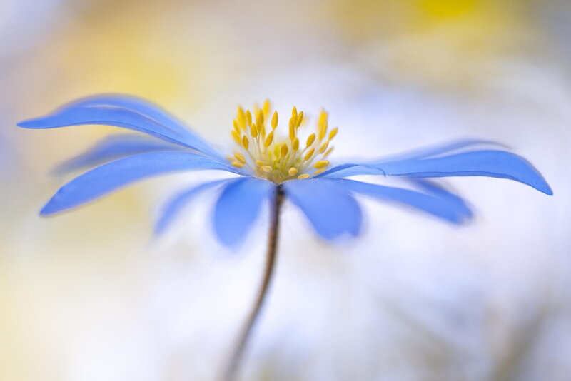 Blue Flower with Yellow Center — Serene, Spring