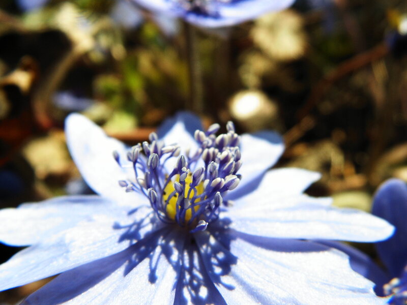 Blue Flower with Yellow Center — Serene