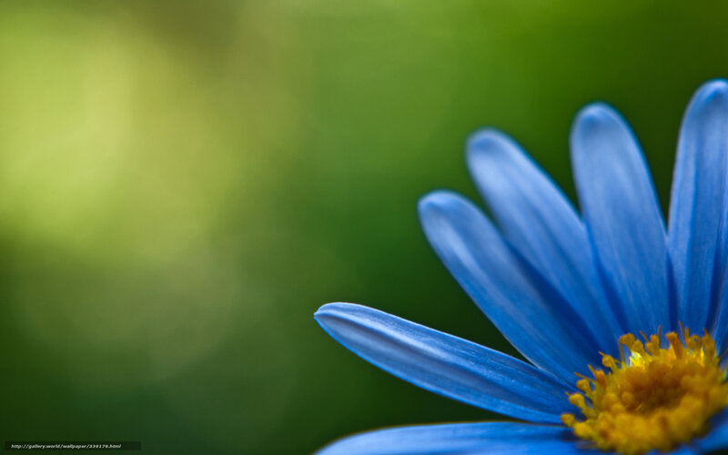 blue flower with yellow center