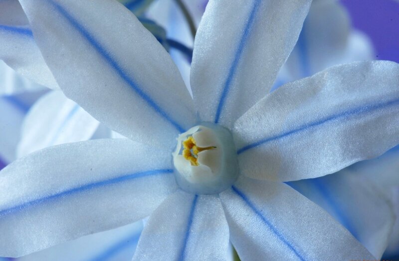 Blue Flower with Yellow Center — White, Calm