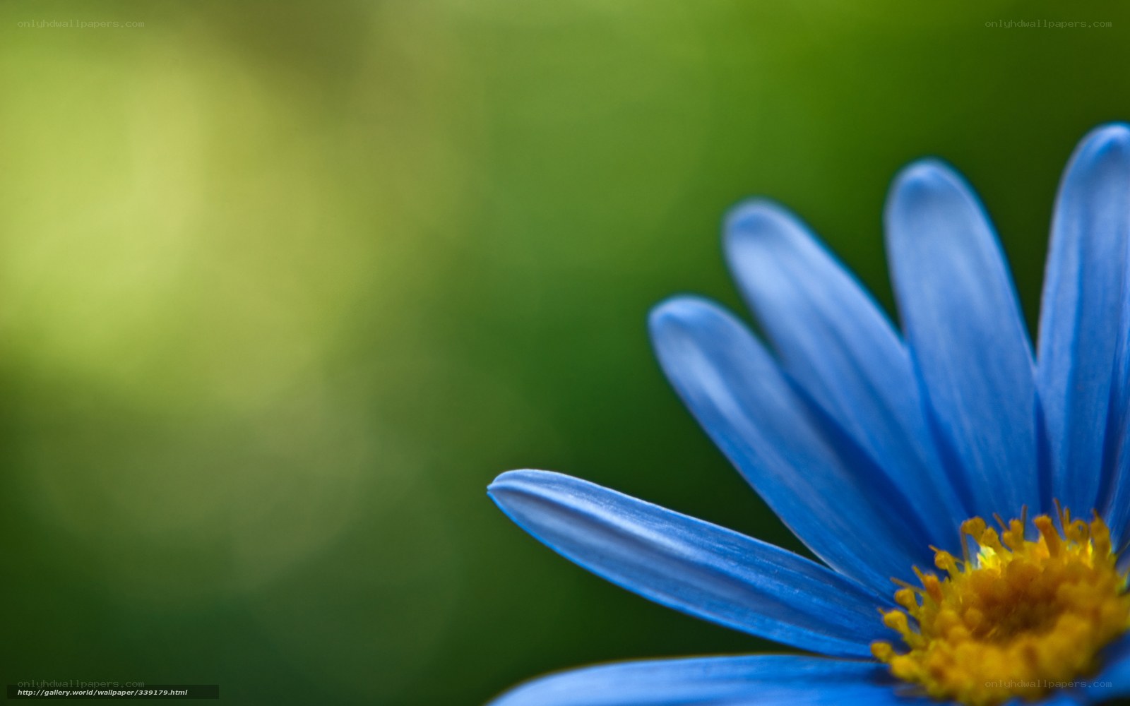 blue flower with yellow center
