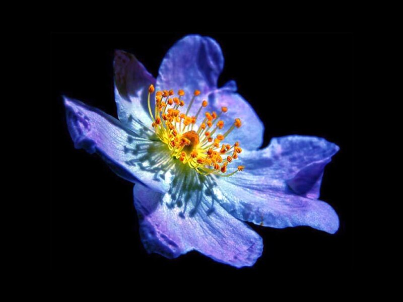 Blue Flower with Yellow Stamen