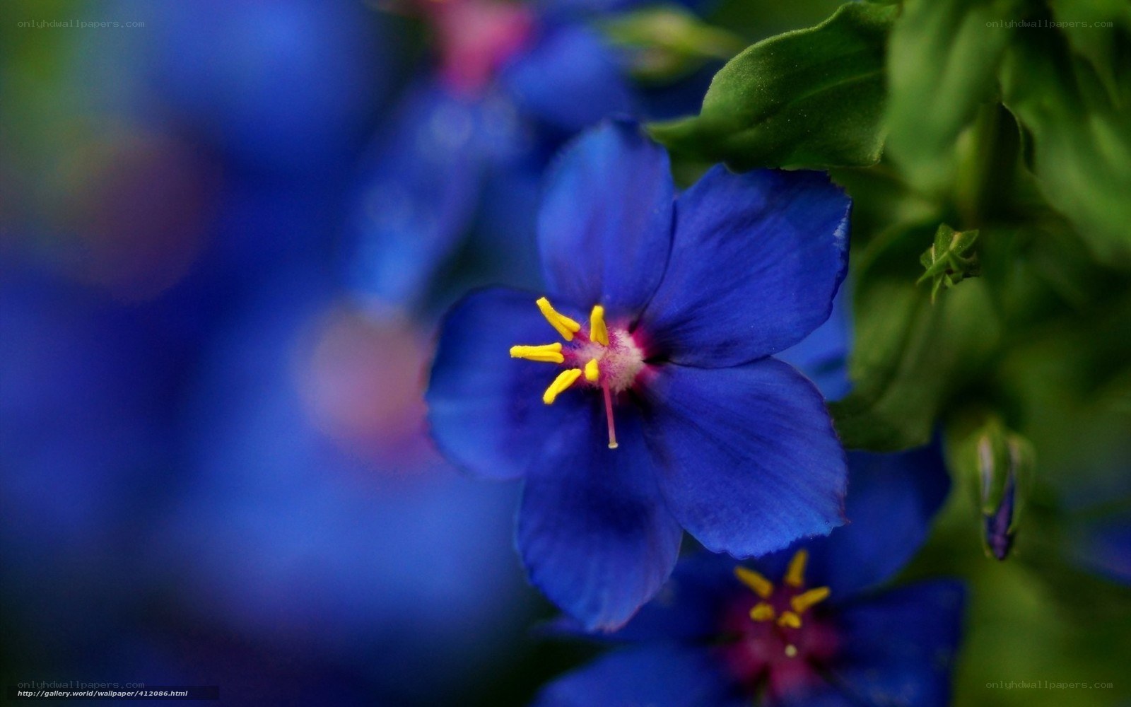 Blue flower with yellow stamens