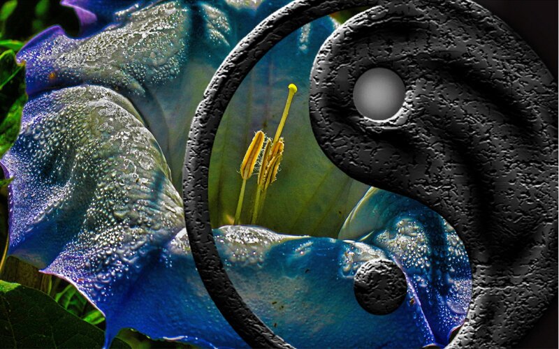 Blue Flower with Yin-yang