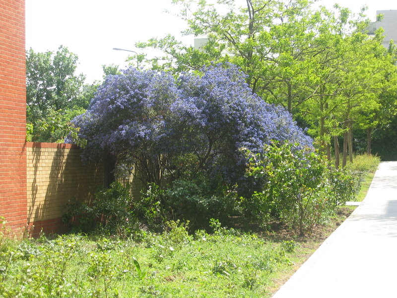 Blue-flowered Bush