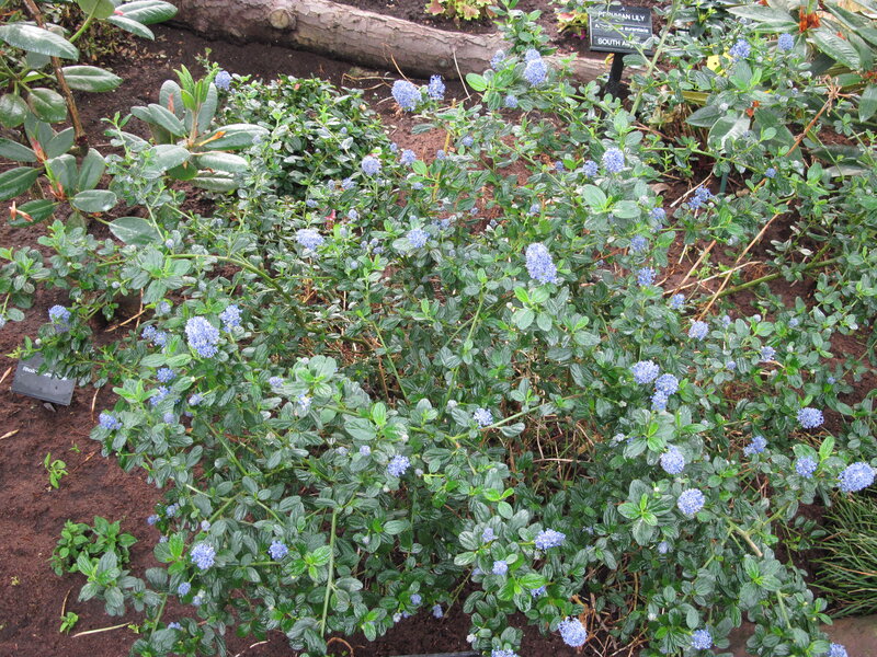Blue-flowered Shrub