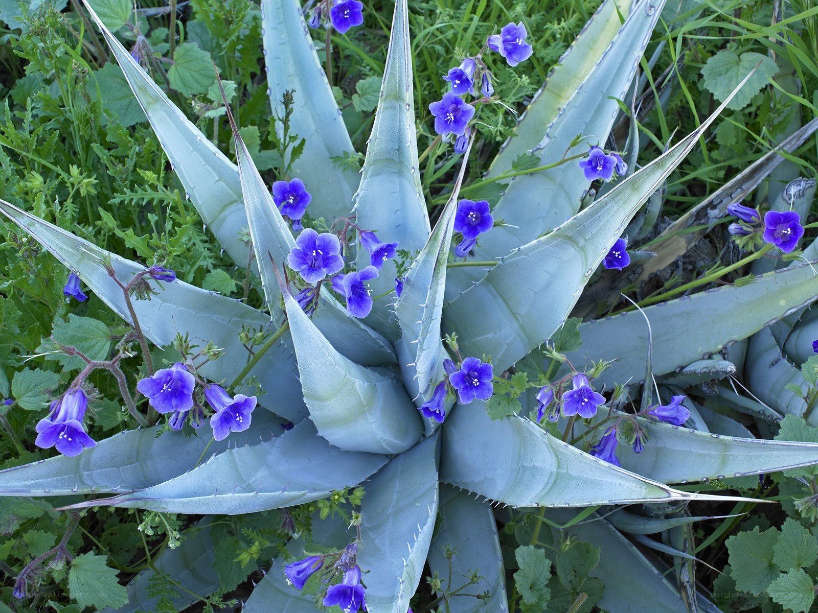 Blue-flowered succulent plant