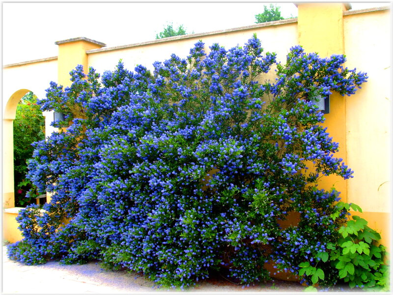 Blue Flowering Bush — Calm