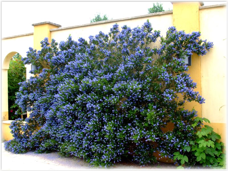 blue flowering bush