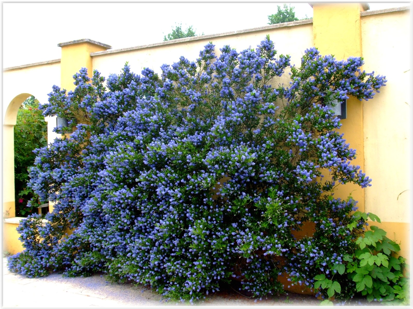 blue flowering bush