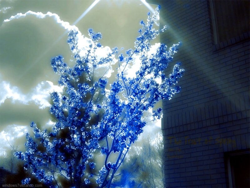 Blue Flowering Tree