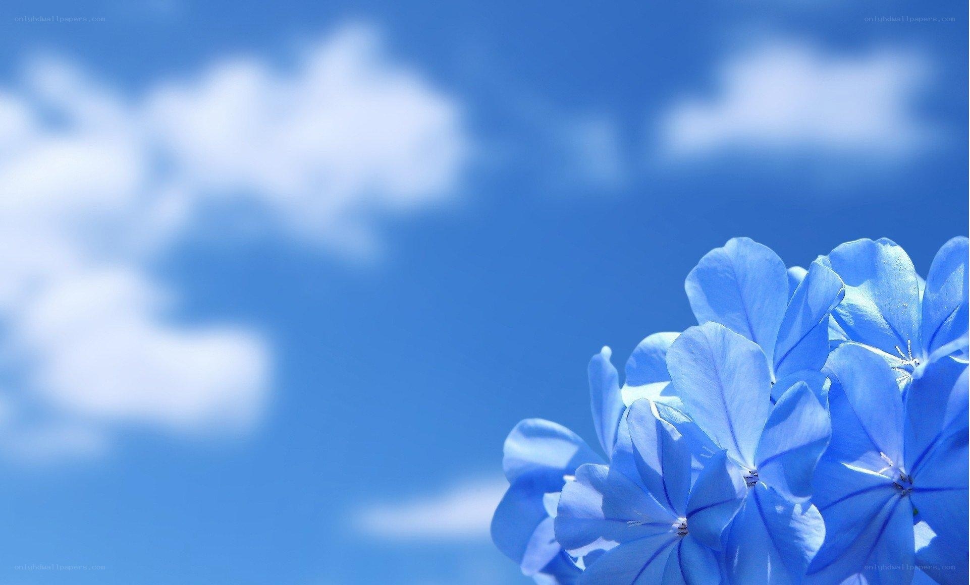 Blue flowers against a blue sky