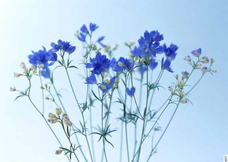 Blue flowers against a light blue sky
