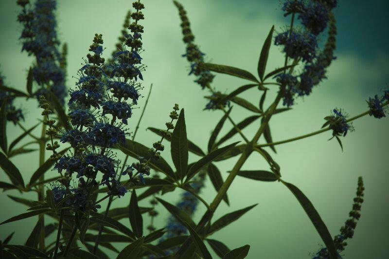 blue flowers against green sky
