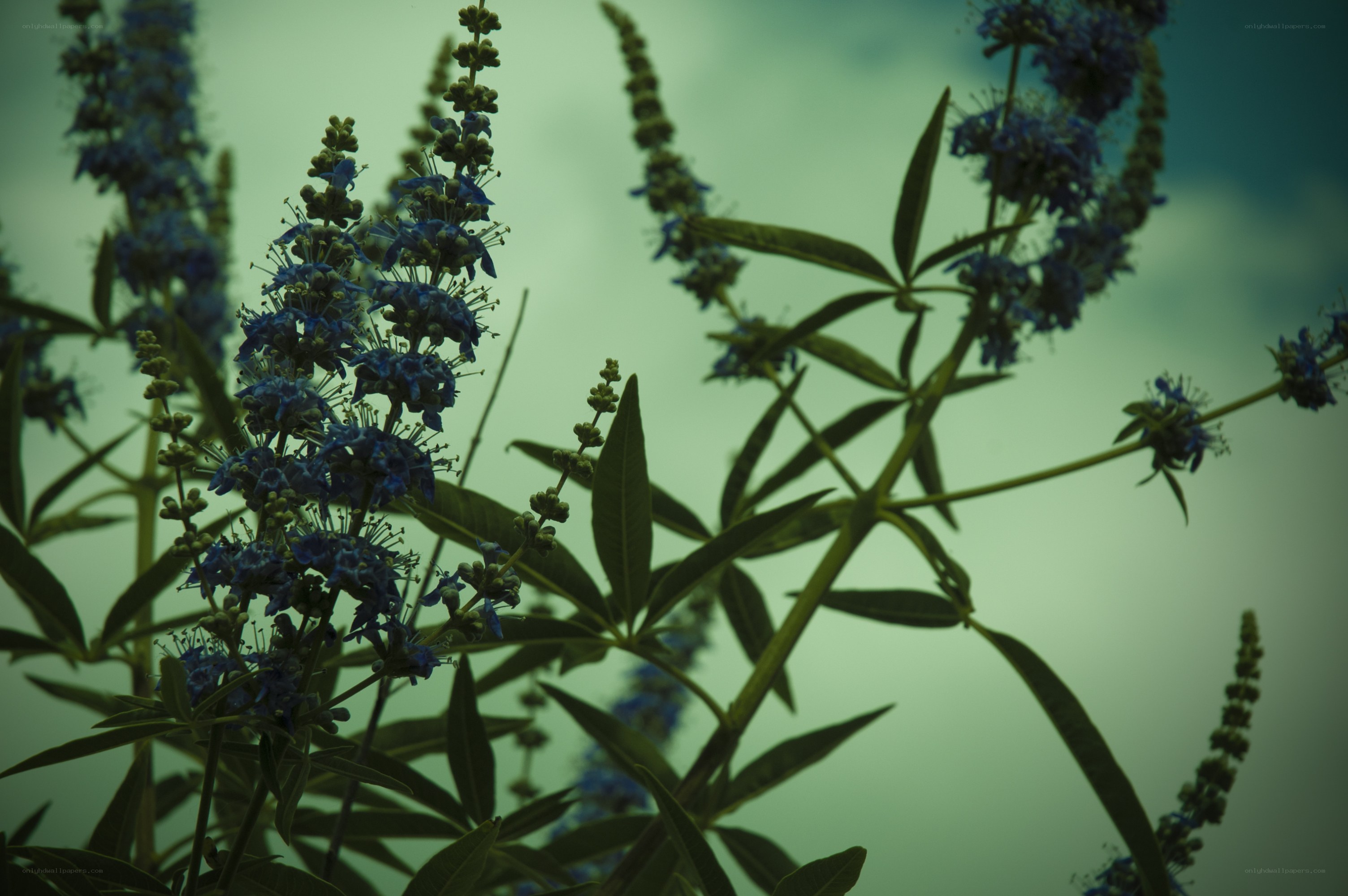 blue flowers against green sky