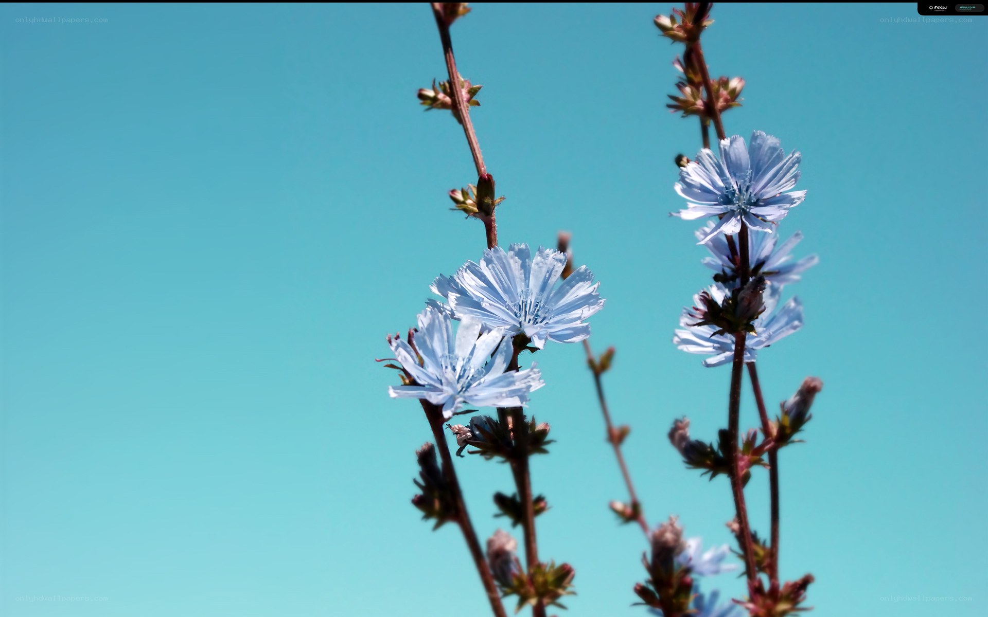 blue flowers against sky
