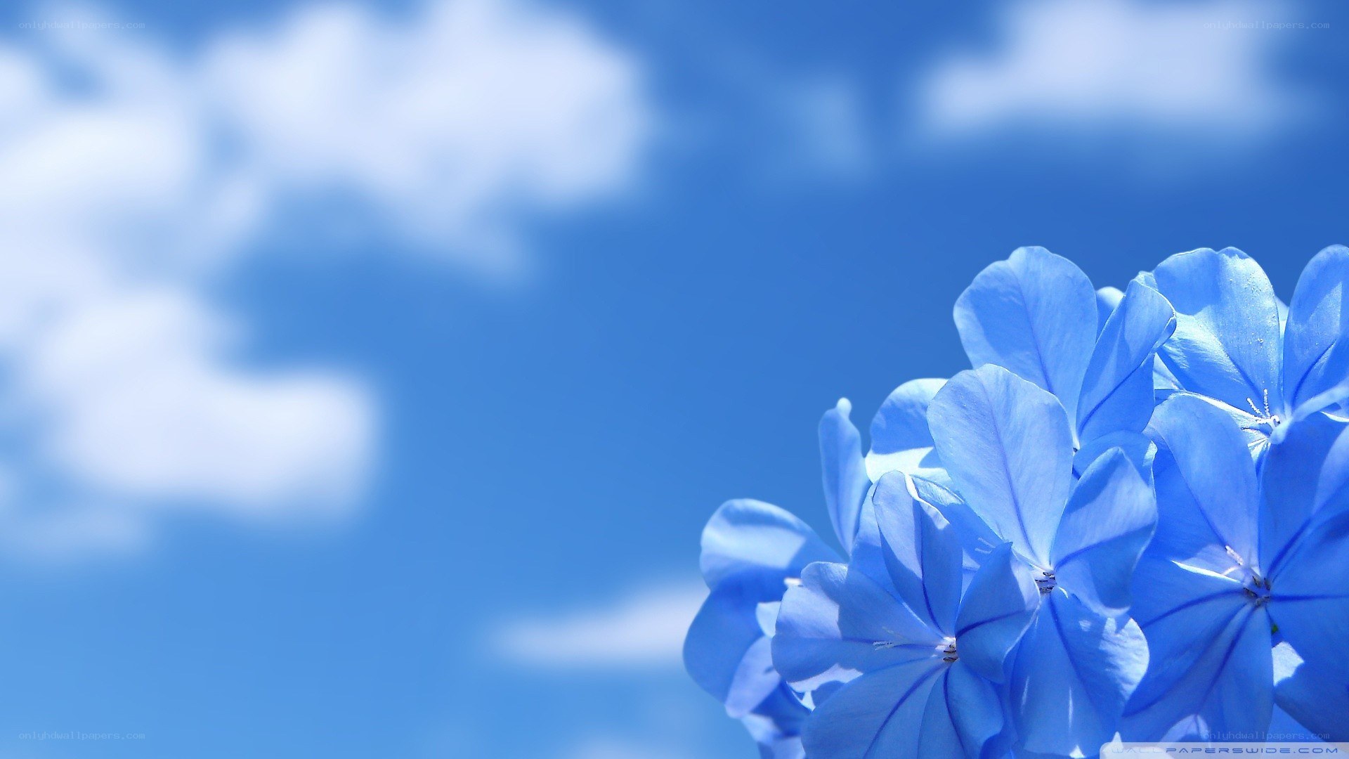 blue flowers against sky