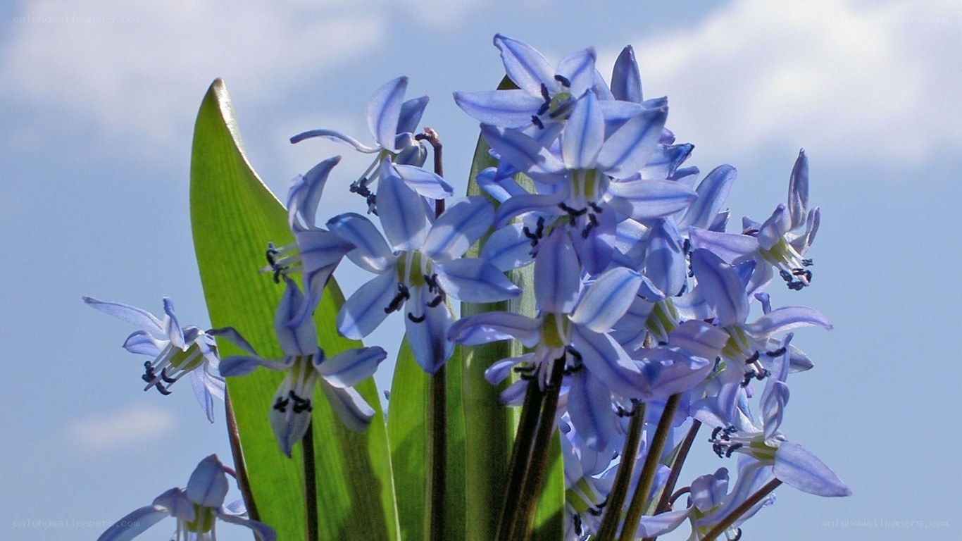 blue flowers against sky