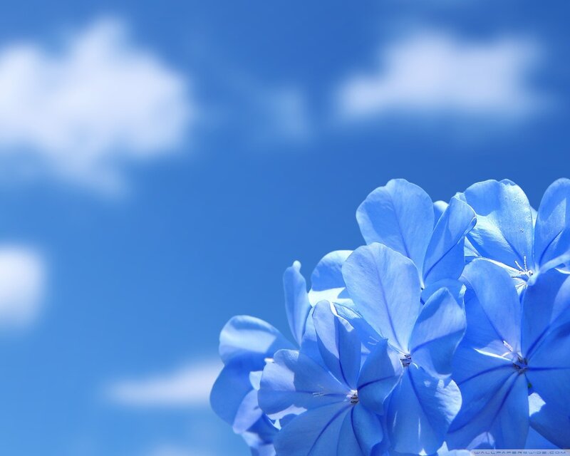 Blue Flowers Against Sky — Serene, Afternoon