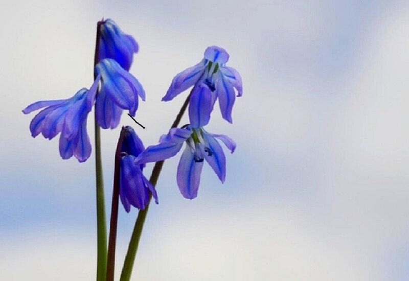 Blue Flowers Against Sky — Serene, Spring