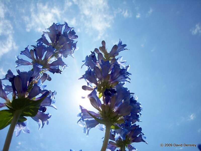 Blue Flowers Against Sky — Serene