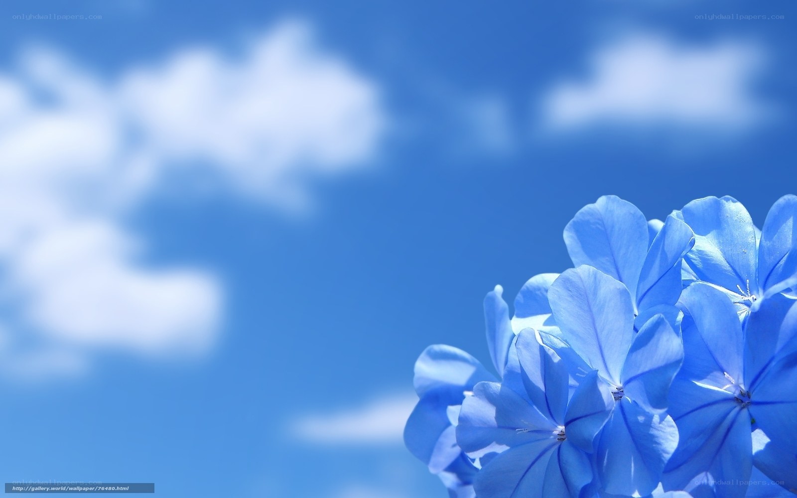Blue flowers against sky