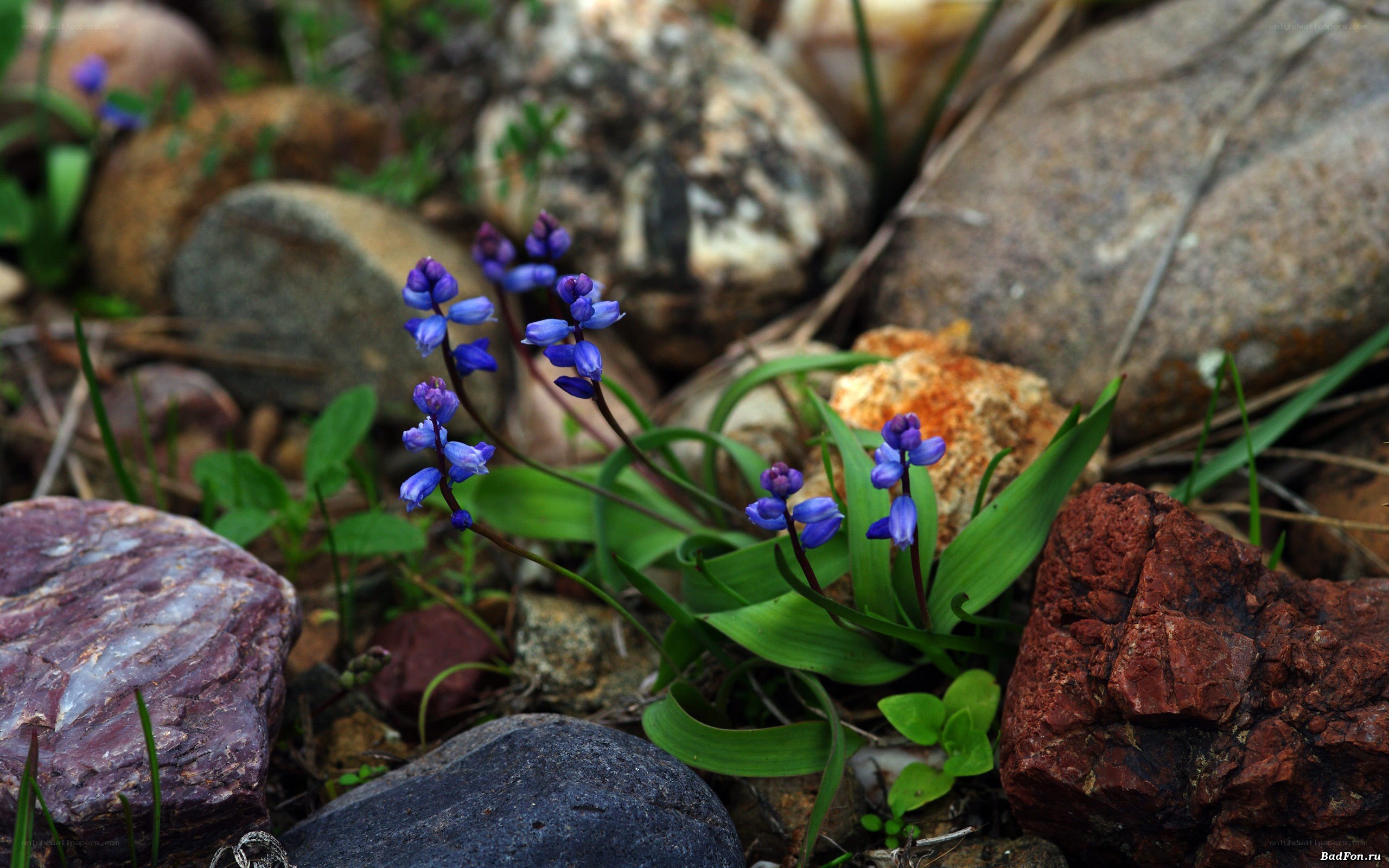 blue flowers among rocks