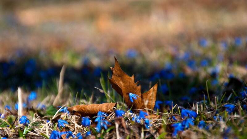 Blue Flowers and Brown Leaf