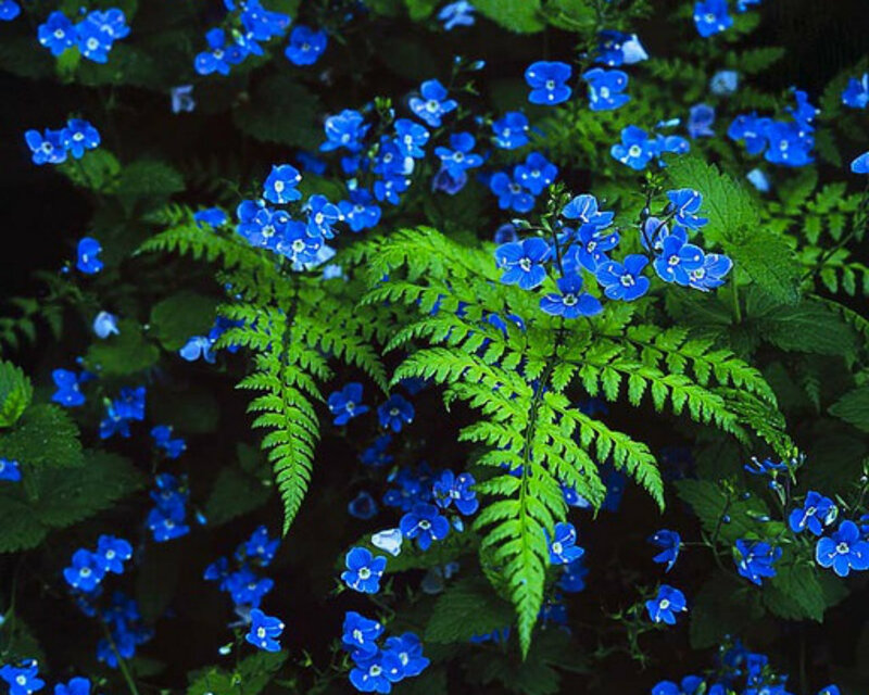 Blue Flowers and Ferns