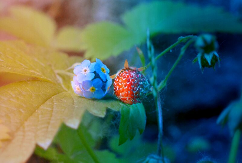 Blue Flowers and Strawberry
