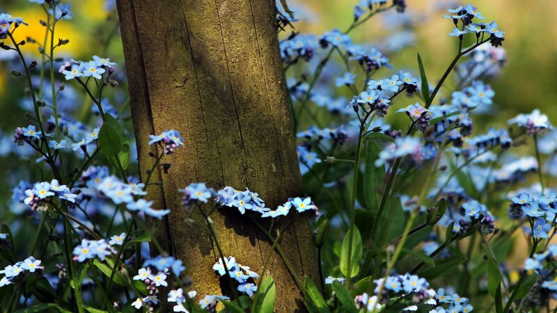 blue flowers around a wooden post