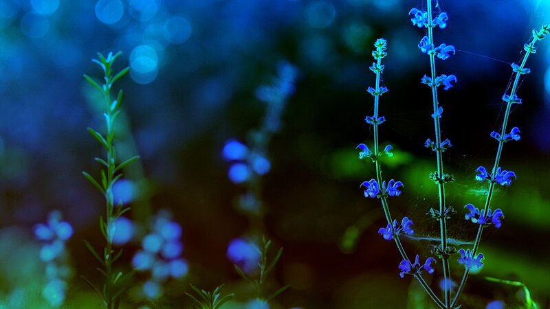 Blue Flowers at Night — Serene