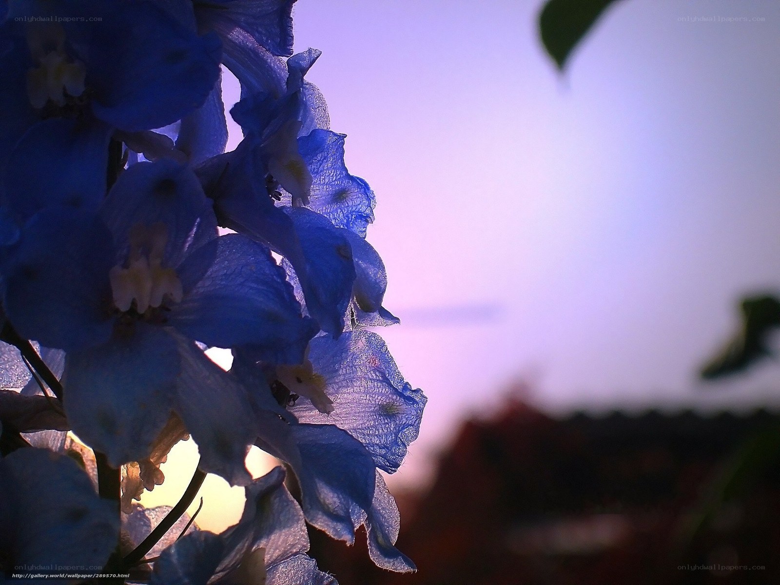 Blue flowers at sunset