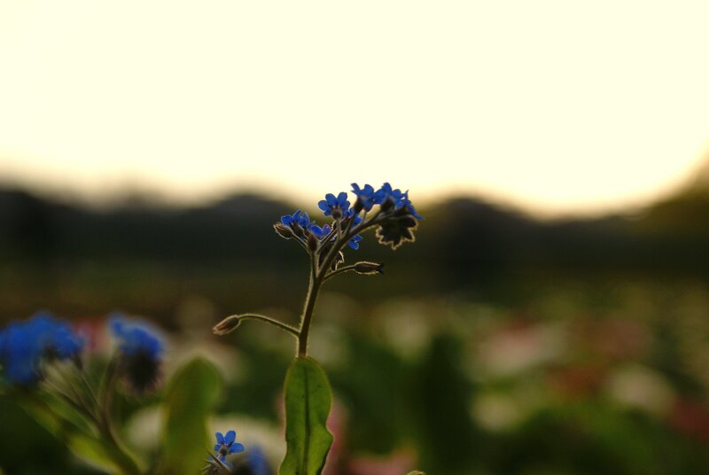 blue flowers at sunset