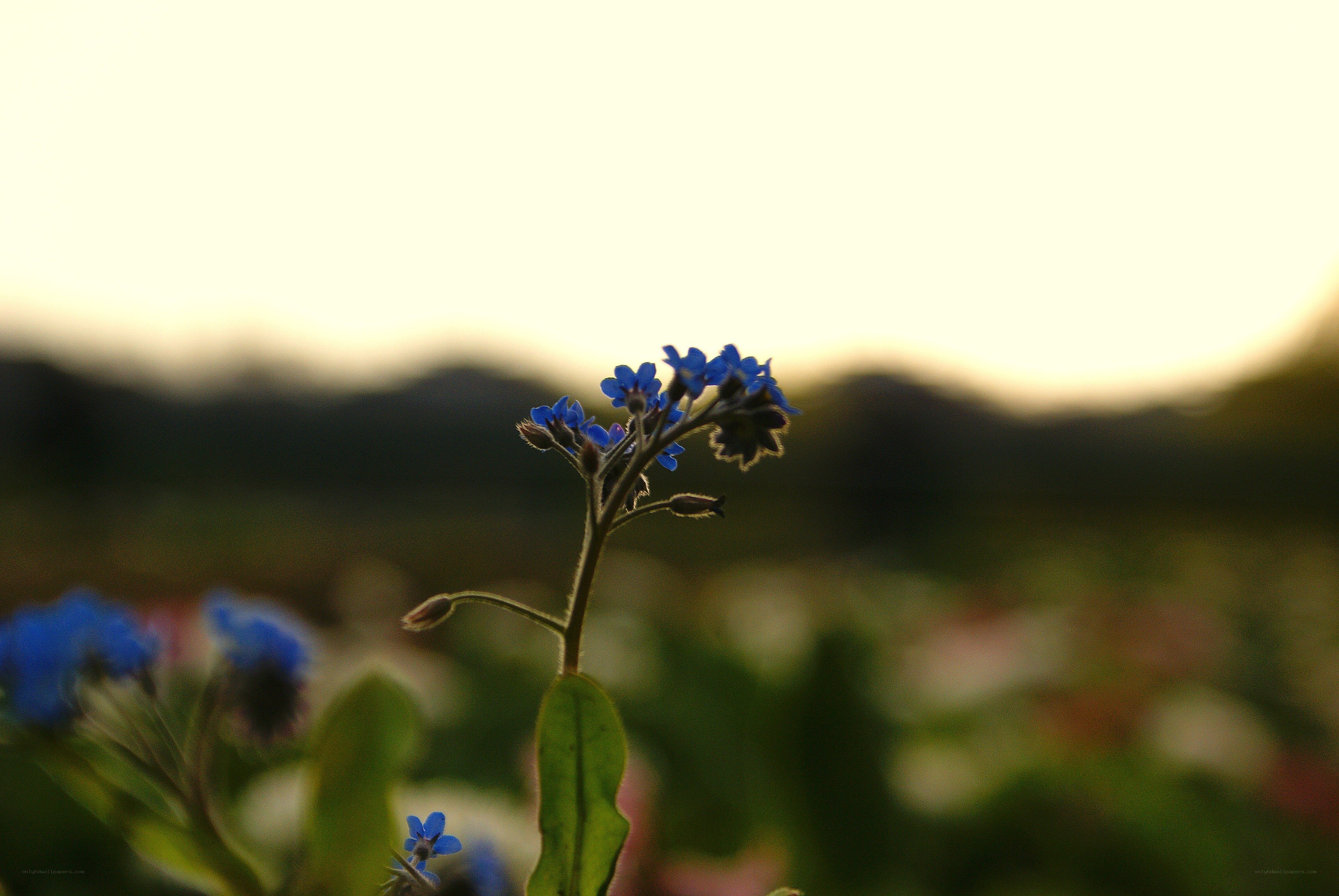 blue flowers at sunset