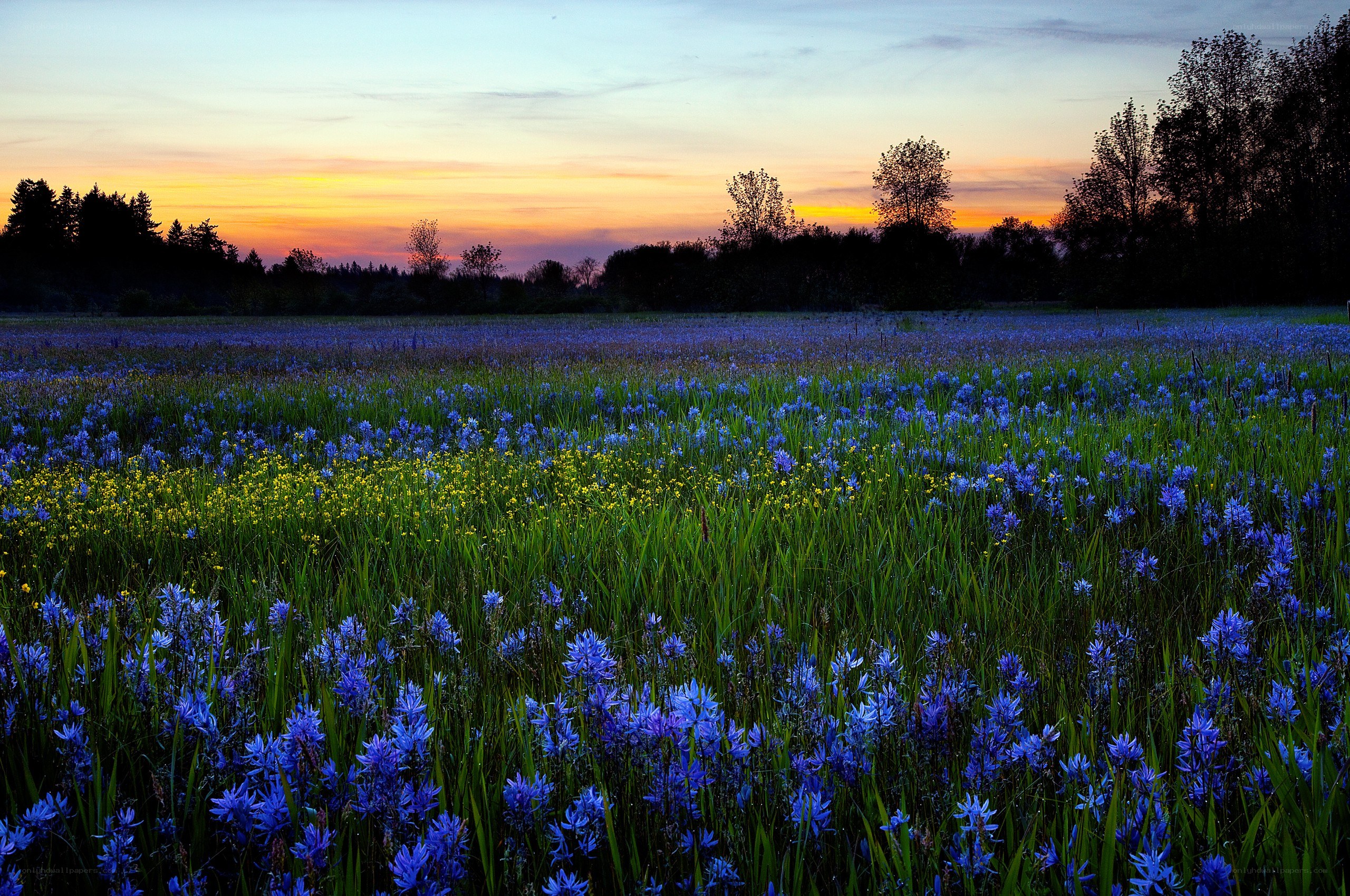 Blue flowers at sunset