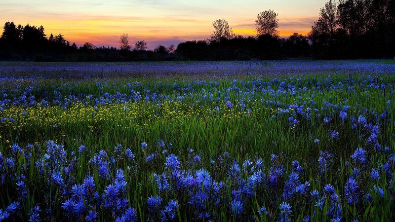 Blue flowers at sunset