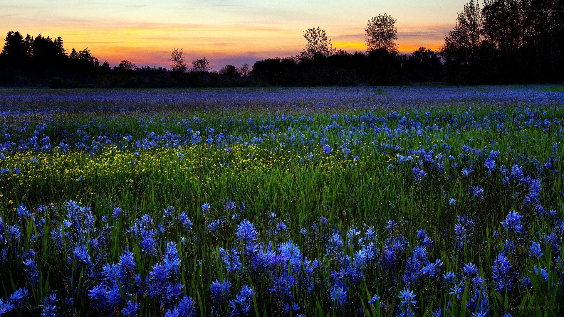 Blue flowers at sunset