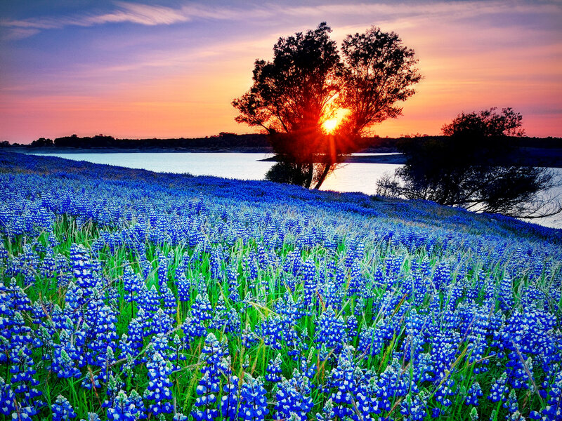 Blue Flowers at Sunset — Serene