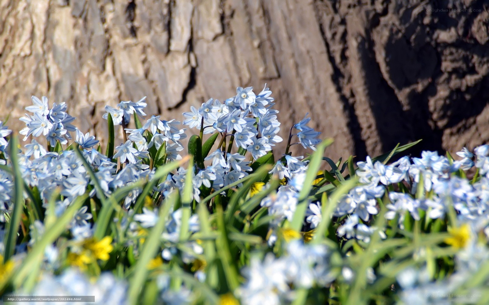 Blue flowers by a tree