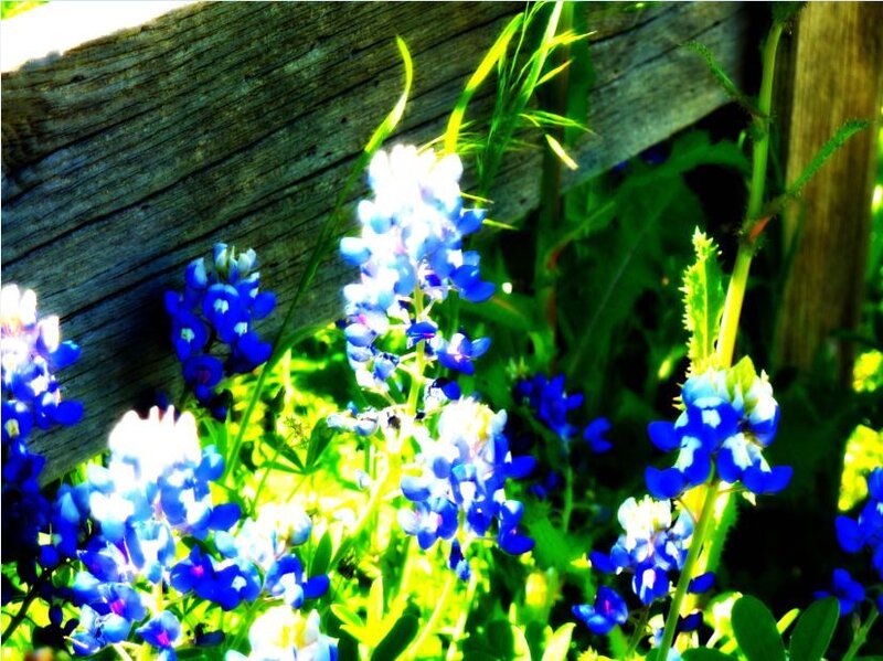 Blue flowers by a wooden fence