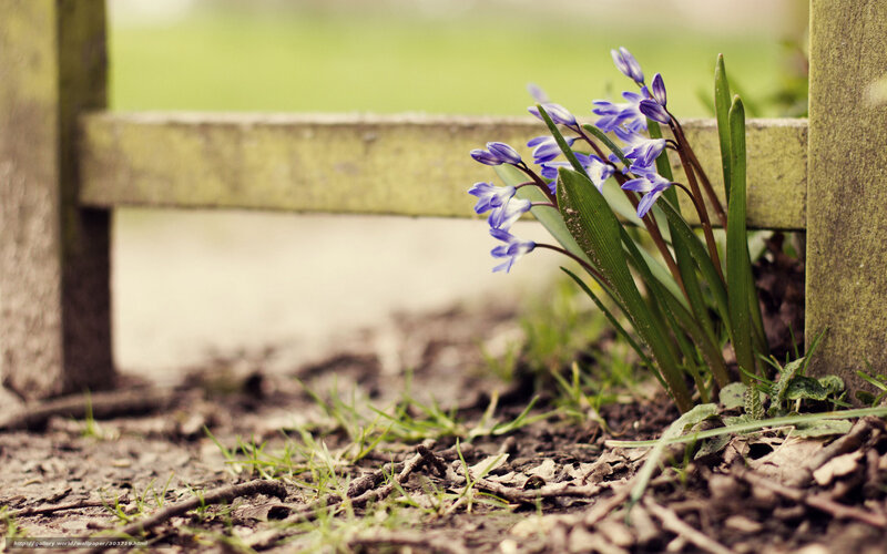 Blue flowers by a wooden fence