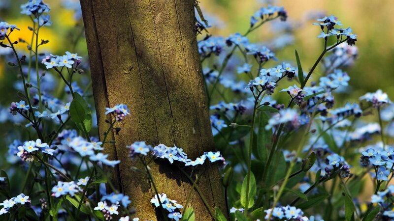 Blue flowers by a wooden post