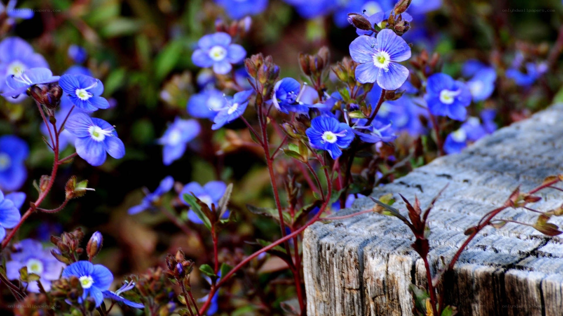Blue flowers by a wooden post