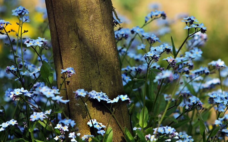 Blue flowers by a wooden post