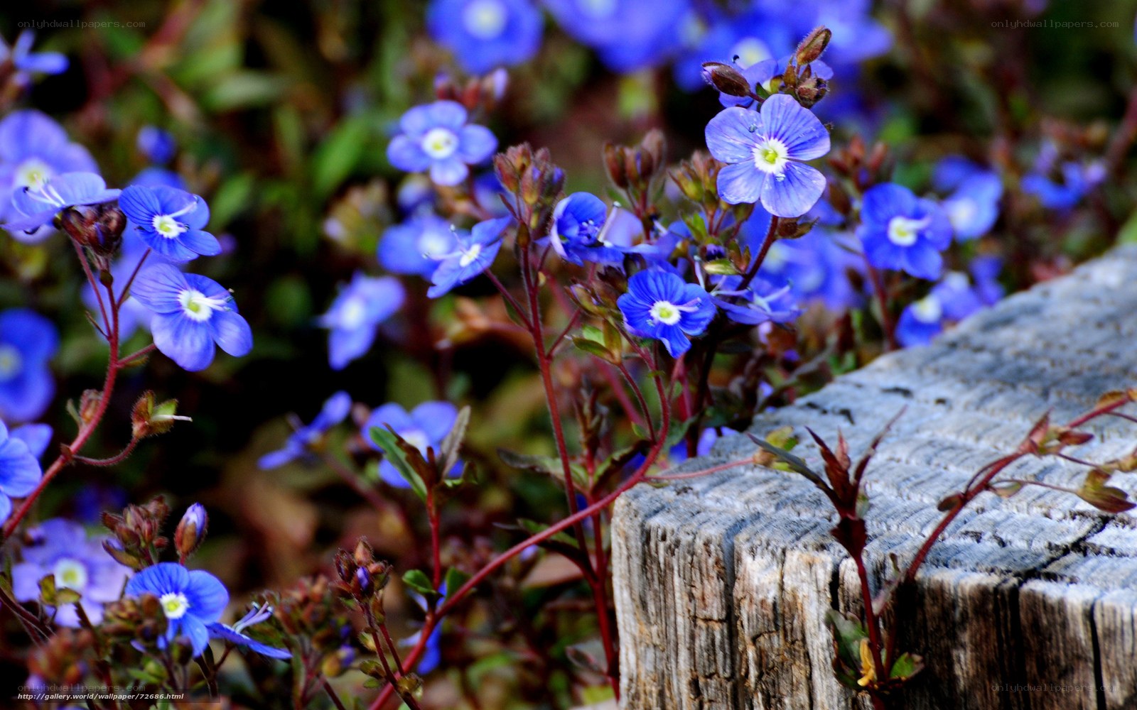 Blue flowers by a wooden stump