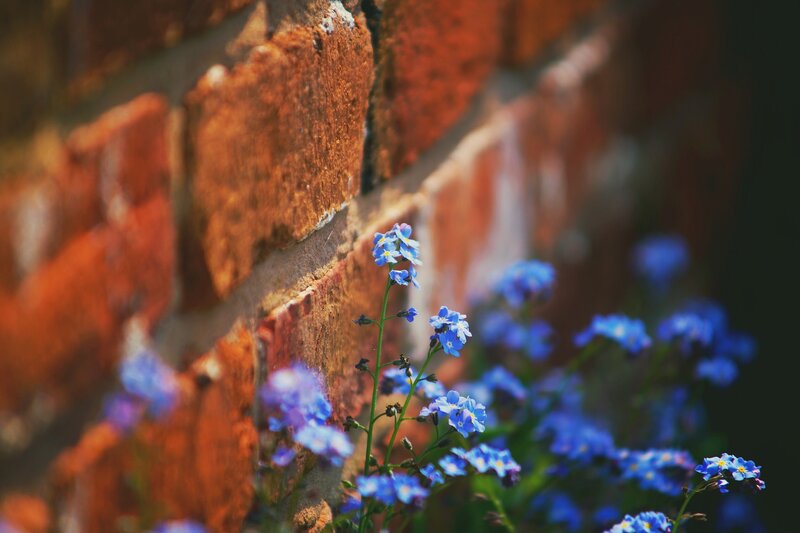 Blue Flowers by Brick Wall
