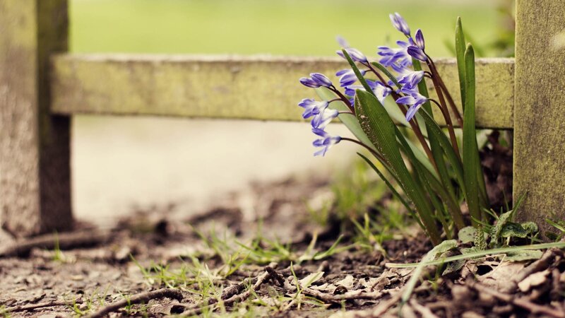 Blue Flowers by Fence